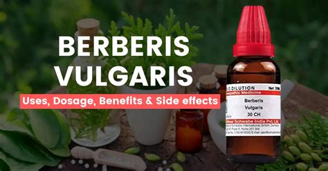 berberis vulgaris side effects